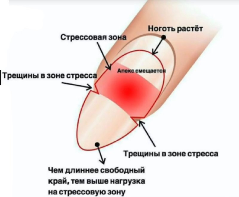 Свободный край ногтя