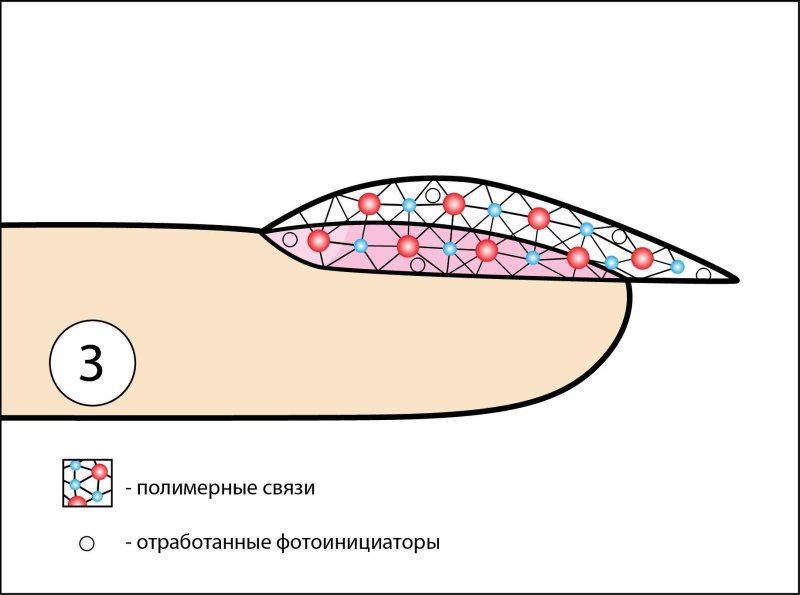 Строение ногтевой пластины слои