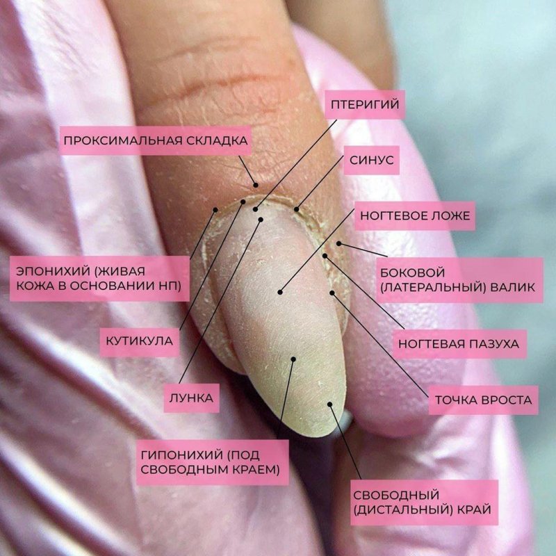 Строение ногтя и ногтевой пластины для мастера маникюра