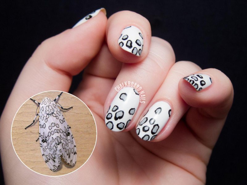 Giant leopard moth