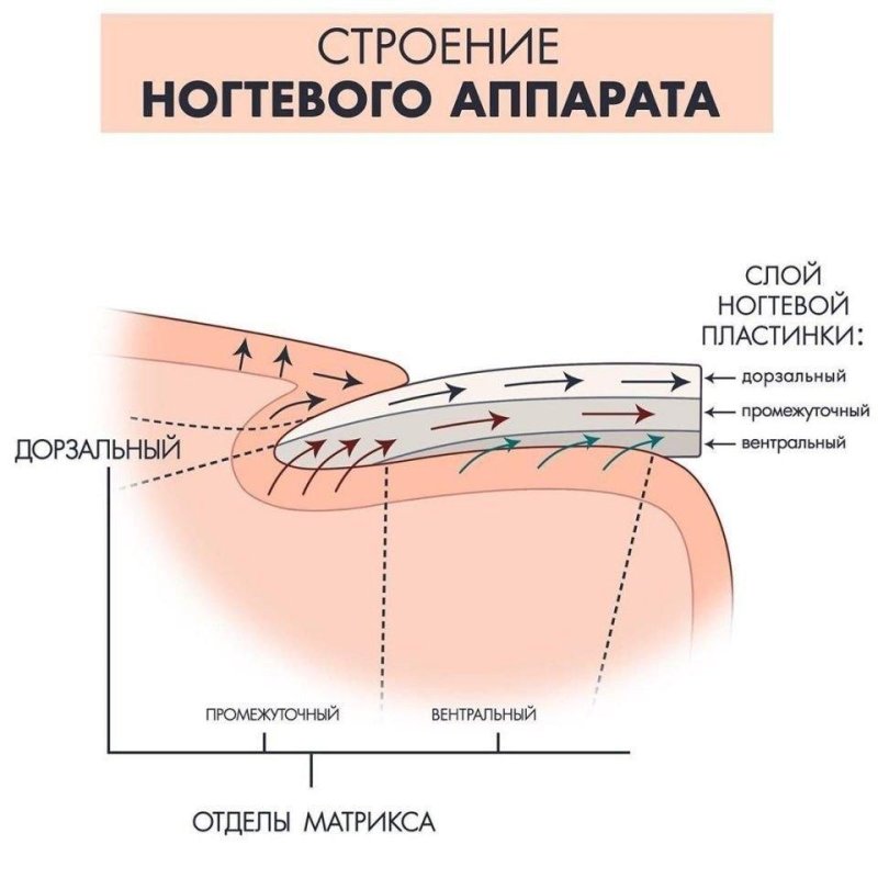 Ноготь строение анатомия схема