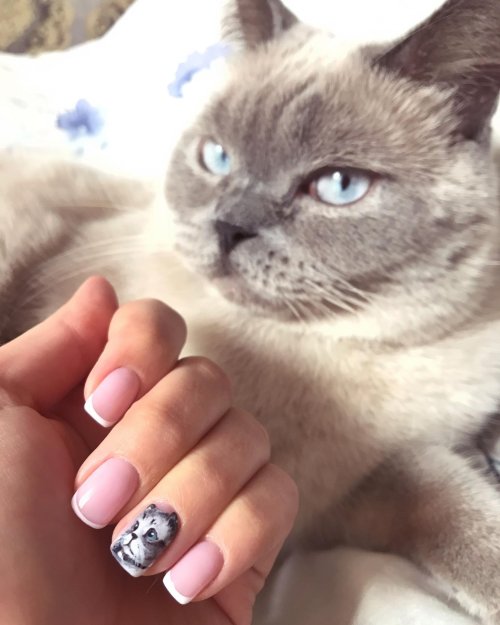 Маникюр с котиками