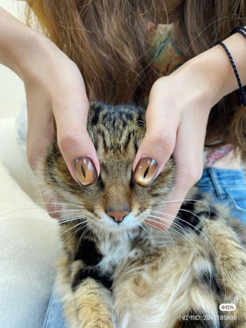 Кот