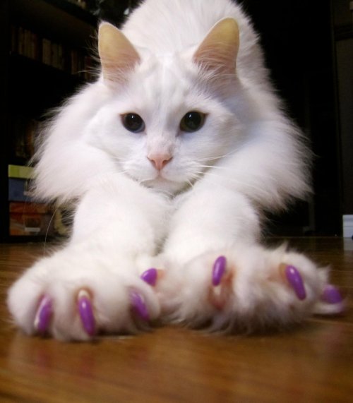 Кошка маникюр