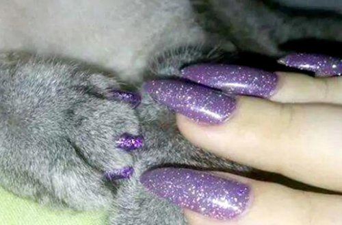 Кошка маникюр