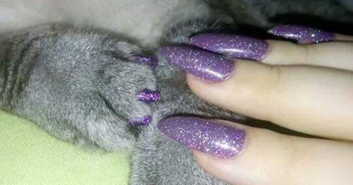 Кошка маникюр